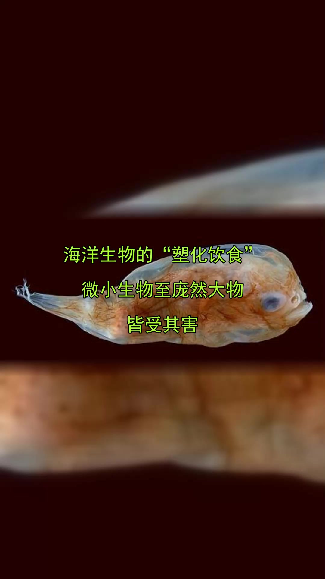 海洋生物的“塑化饮食”，微小生物至庞然大物，皆受其害