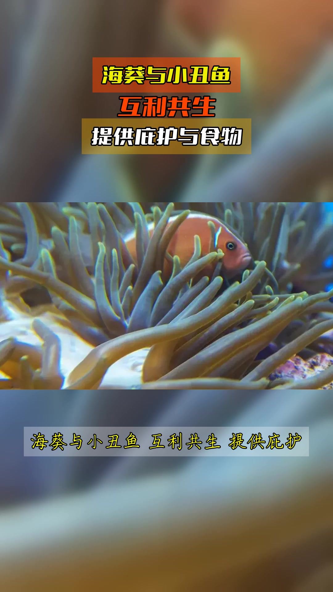 海葵与小丑鱼,互利共生,提供庇护与食物