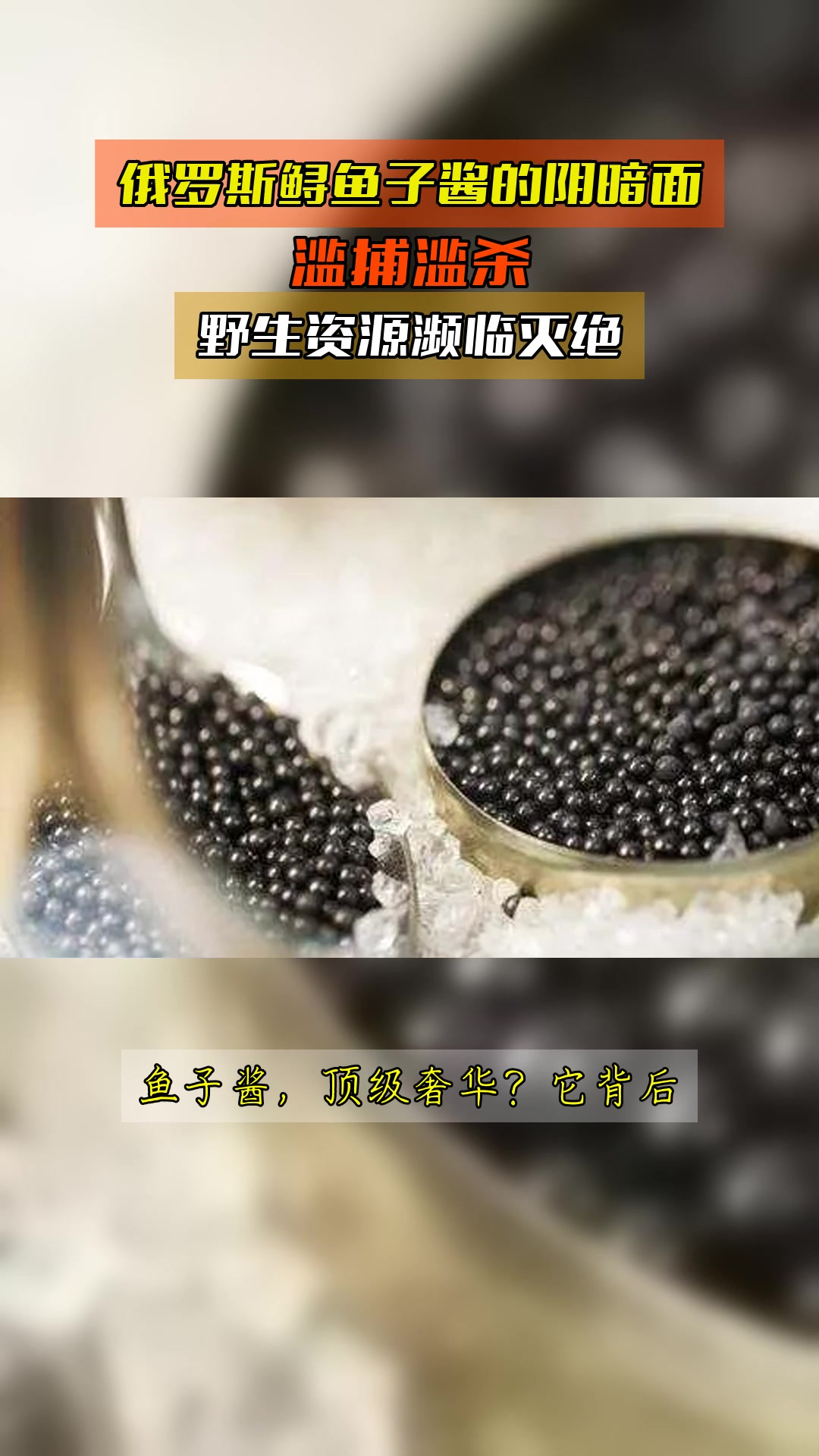 俄罗斯鲟鱼子酱的阴暗面,滥捕滥杀,野生资源濒临灭绝