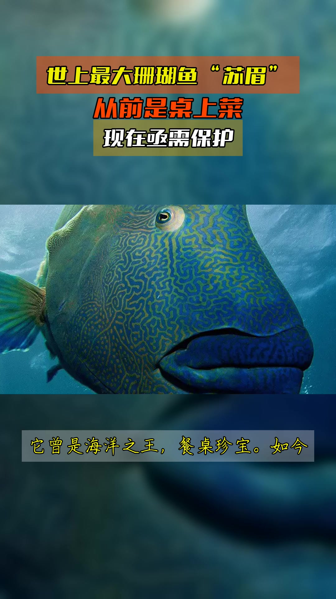 世上最大珊瑚鱼“苏眉”,从前是桌上菜,现在亟需保护