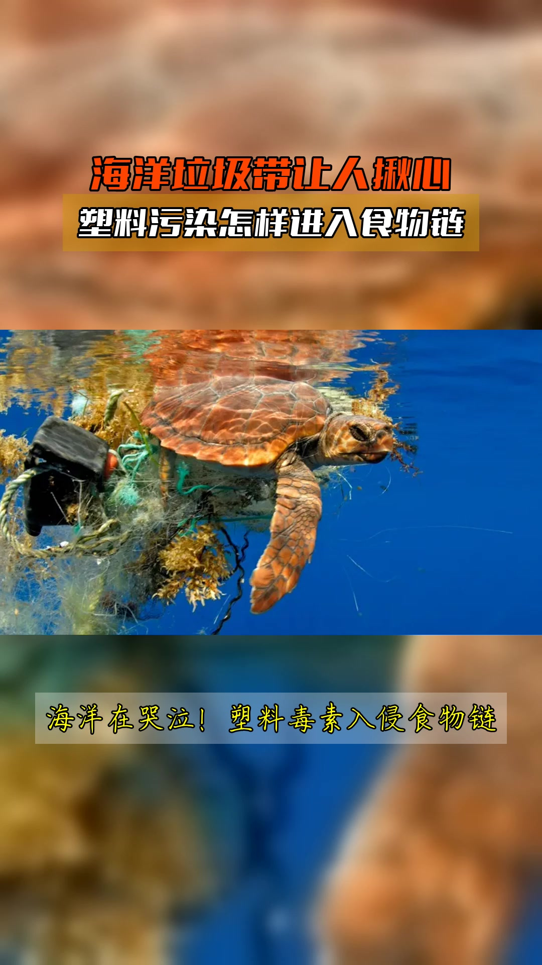 海洋垃圾带让人揪心,塑料污染怎样进入食物链