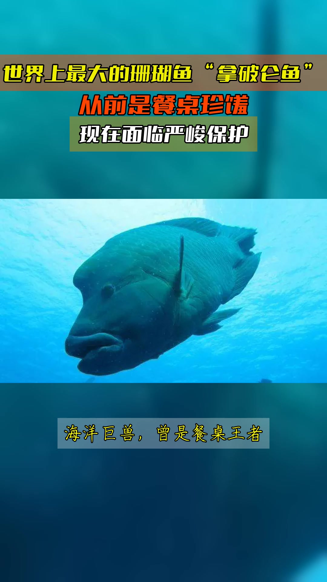 世界上最大的珊瑚鱼“拿破仑鱼”,从前是餐桌珍馐,现在面临严峻