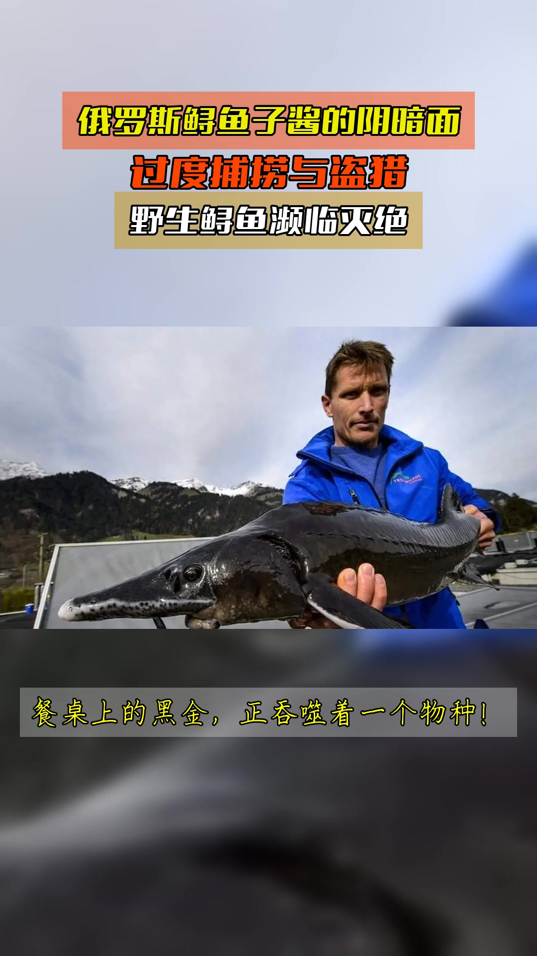 俄罗斯鲟鱼子酱的阴暗面,过度捕捞与盗猎,野生鲟鱼濒临灭绝