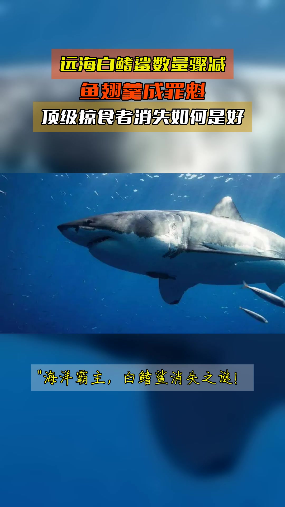 远海白鳍鲨数量骤减,鱼翅羹成罪魁,顶级掠食者消失如何是好