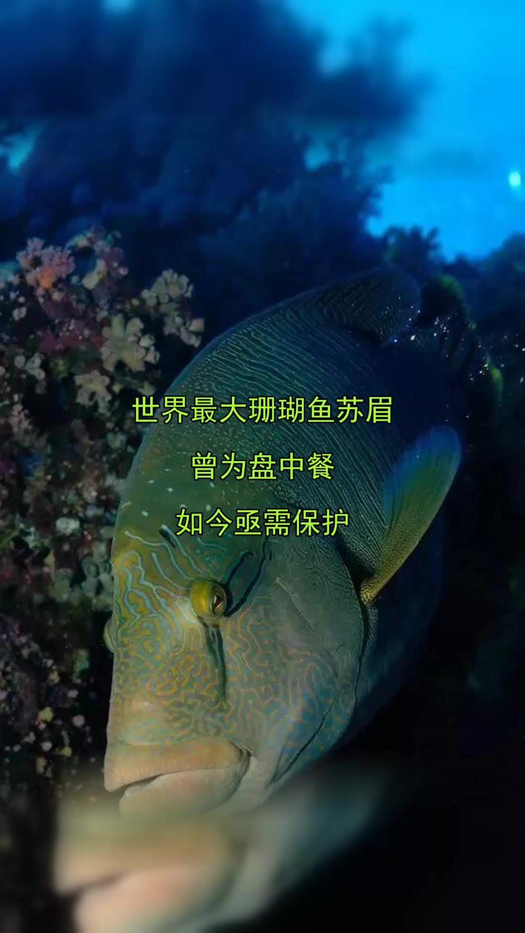 世界最大珊瑚鱼苏眉,曾为盘中餐,如今亟需保护