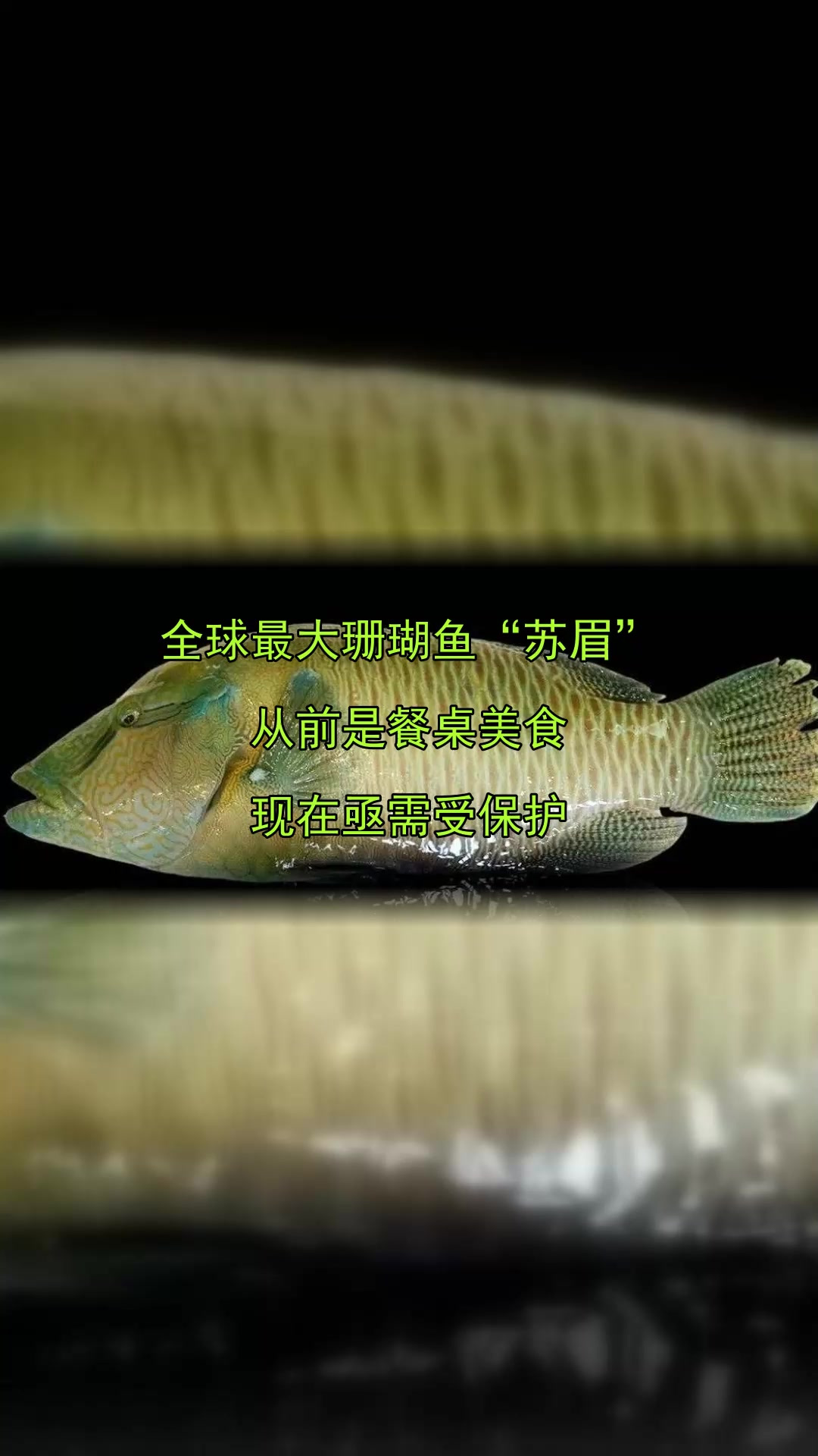 全球最大珊瑚鱼“苏眉”,从前是餐桌美食,现在亟需受保护
