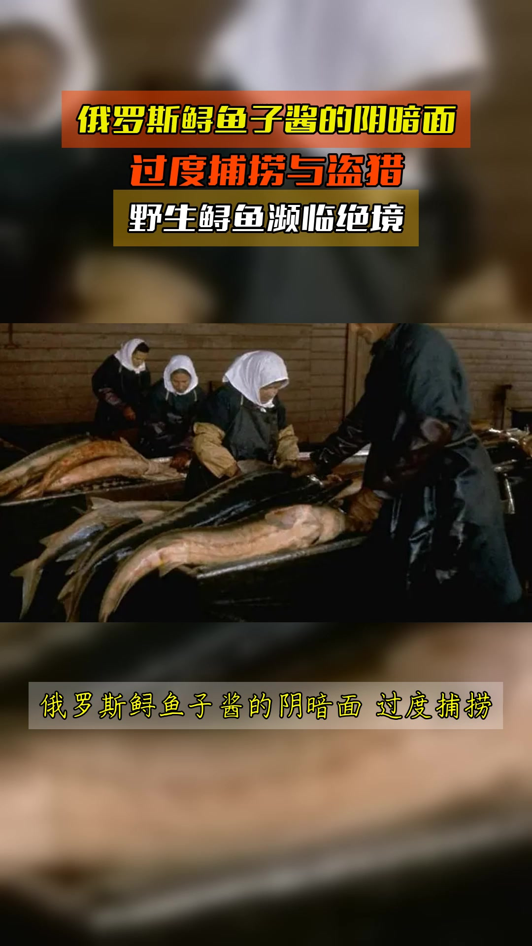 俄罗斯鲟鱼子酱的阴暗面,过度捕捞与盗猎,野生鲟鱼濒临绝境
