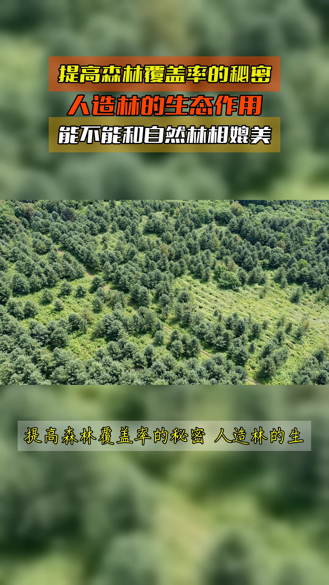 提高森林覆盖率的秘密,人造林的生态作用,能不能和自然林相媲美
