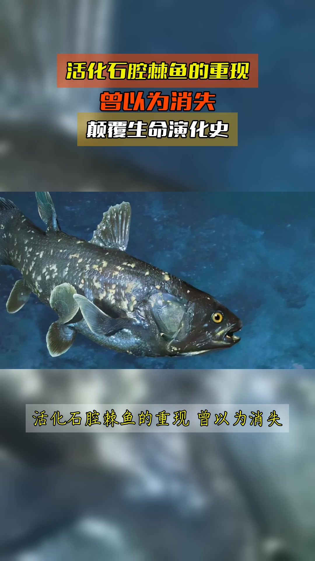 活化石腔棘鱼的重现,曾以为消失,颠覆生命演化史