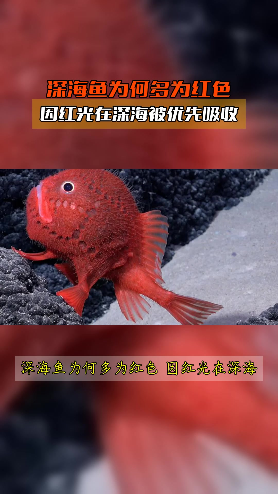 深海鱼为何多为红色,因红光在深海被优先吸收