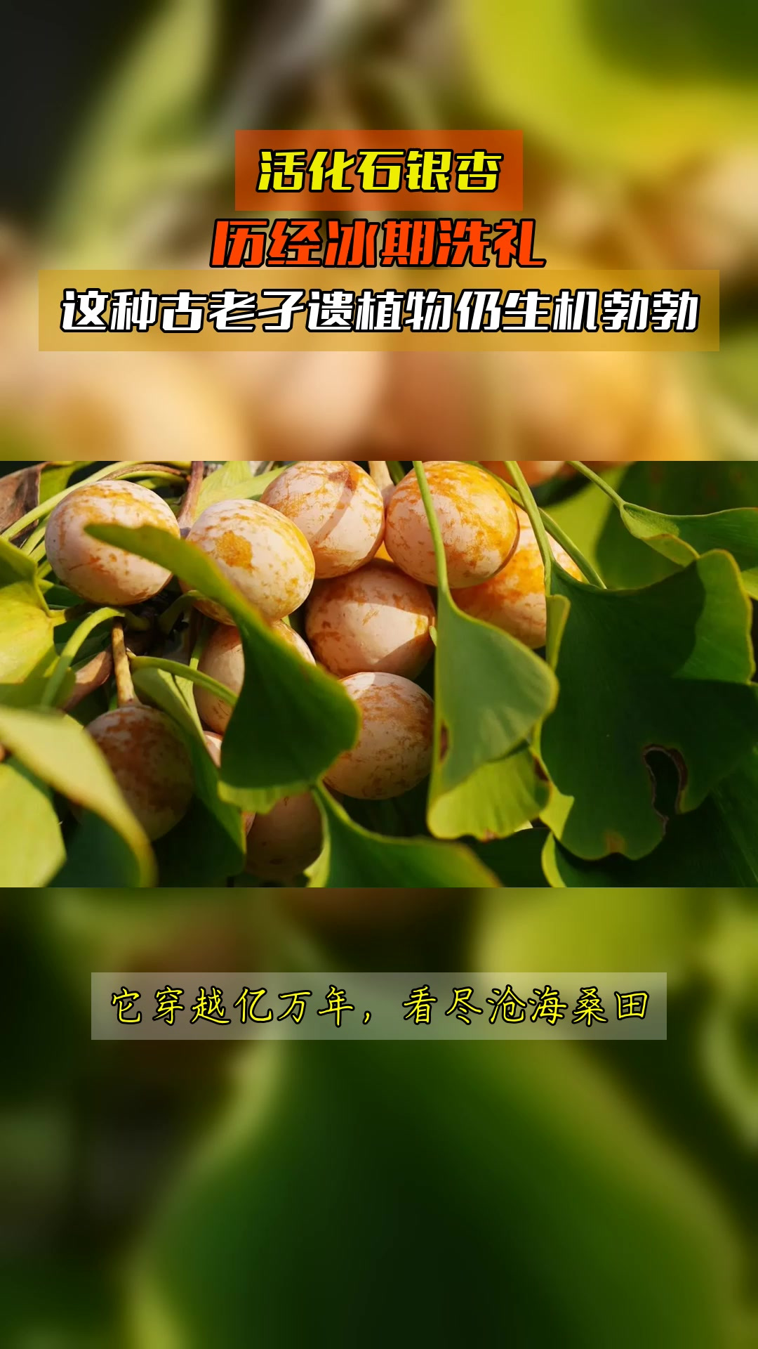 活化石银杏,历经冰期洗礼,这种古老孑遗植物仍生机勃勃