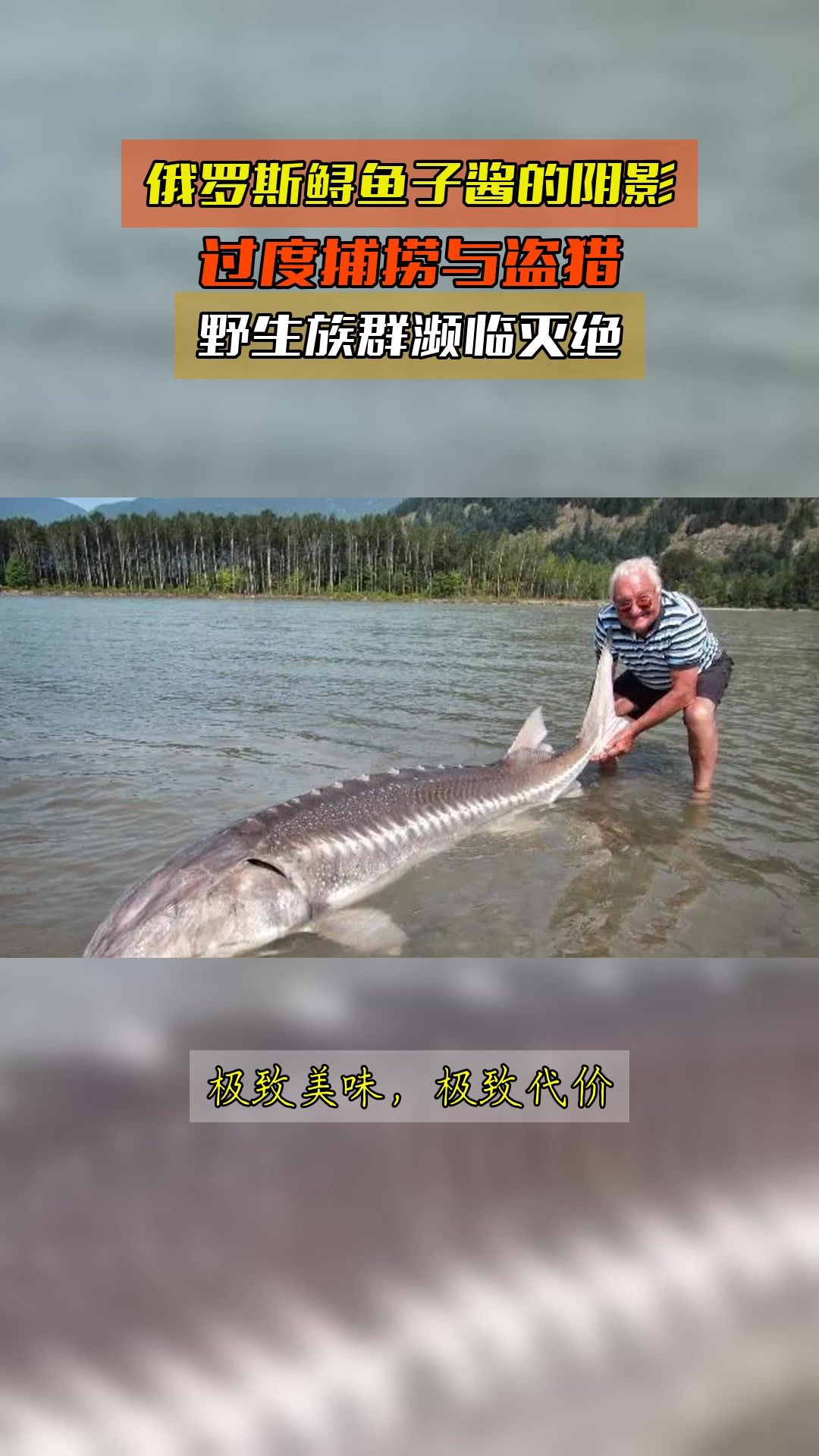 俄罗斯鲟鱼子酱的阴影,过度捕捞与盗猎,野生族群濒临灭绝