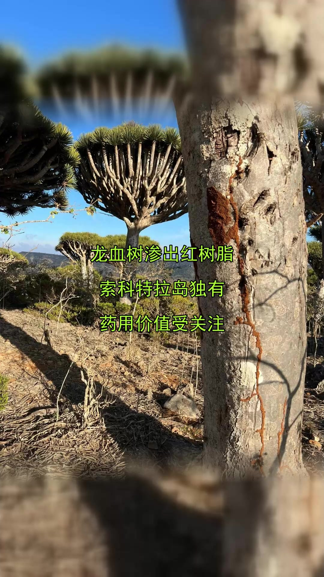 龙血树渗出红树脂,索科特拉岛独有,药用价值受关注