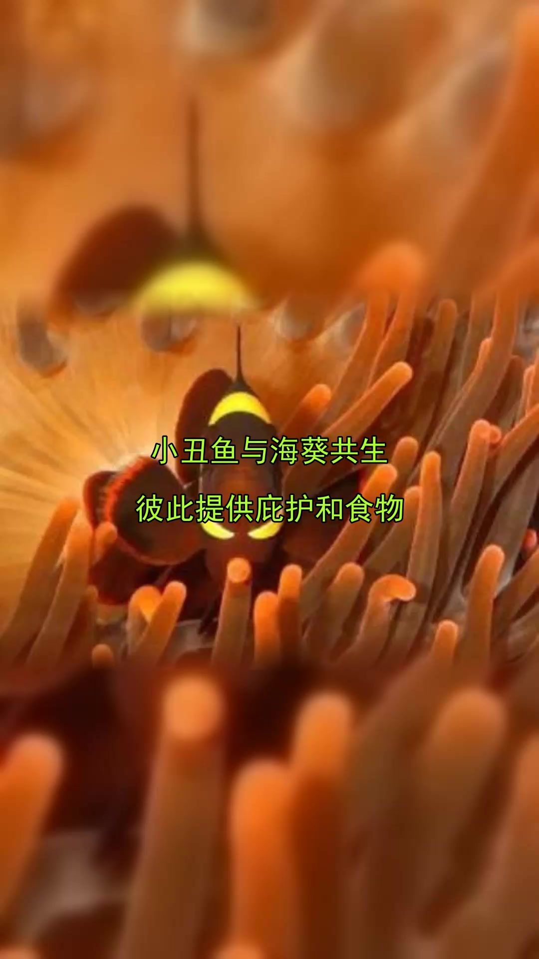 小丑鱼与海葵共生，彼此提供庇护和食物