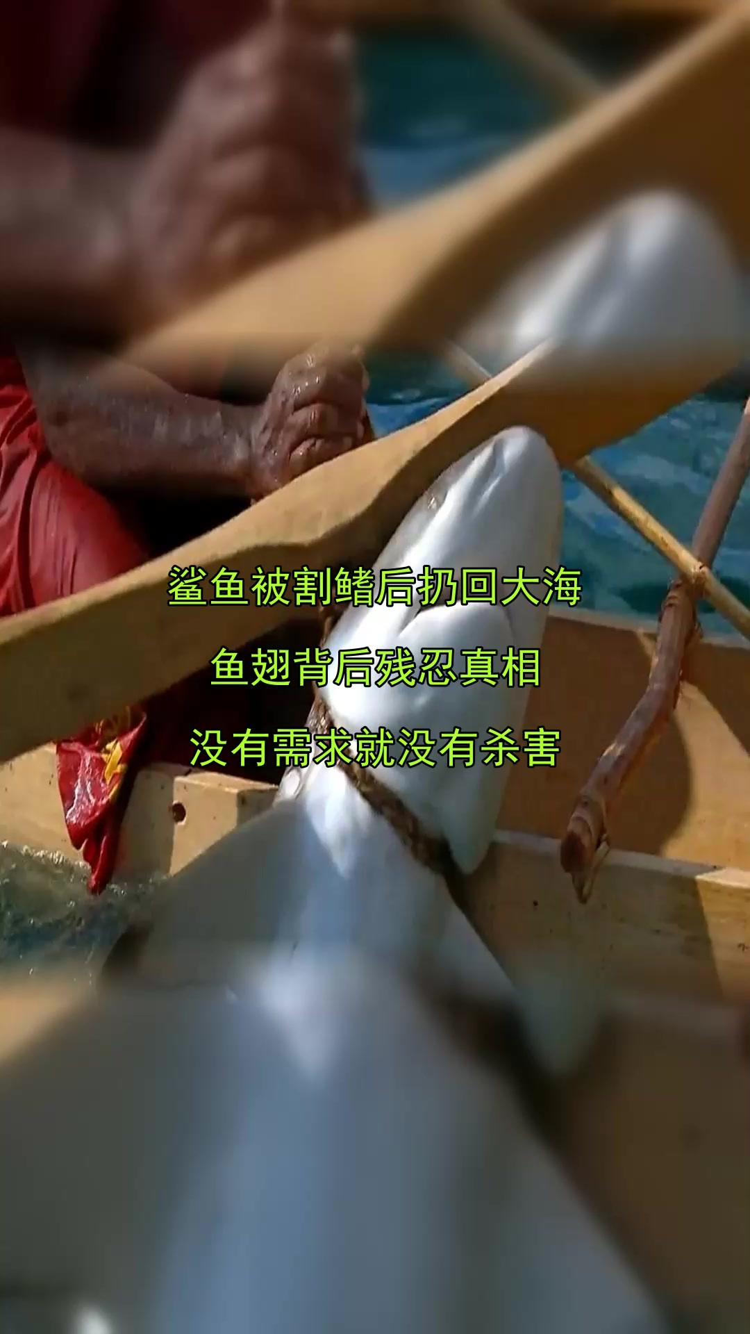 鲨鱼被割鳍后扔回大海，鱼翅背后残忍真相，没有需求就没有杀害