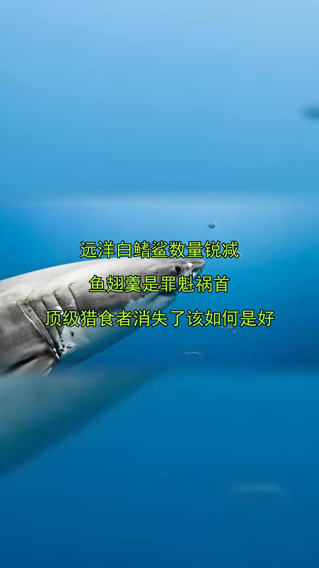 远洋白鳍鲨数量锐减,鱼翅羹是罪魁祸首,顶级猎食者消失了该如何
