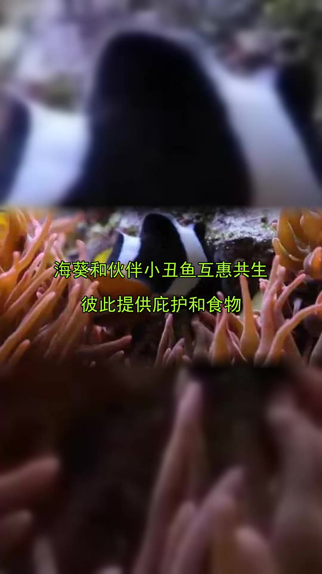 海葵和伙伴小丑鱼互惠共生,彼此提供庇护和食物