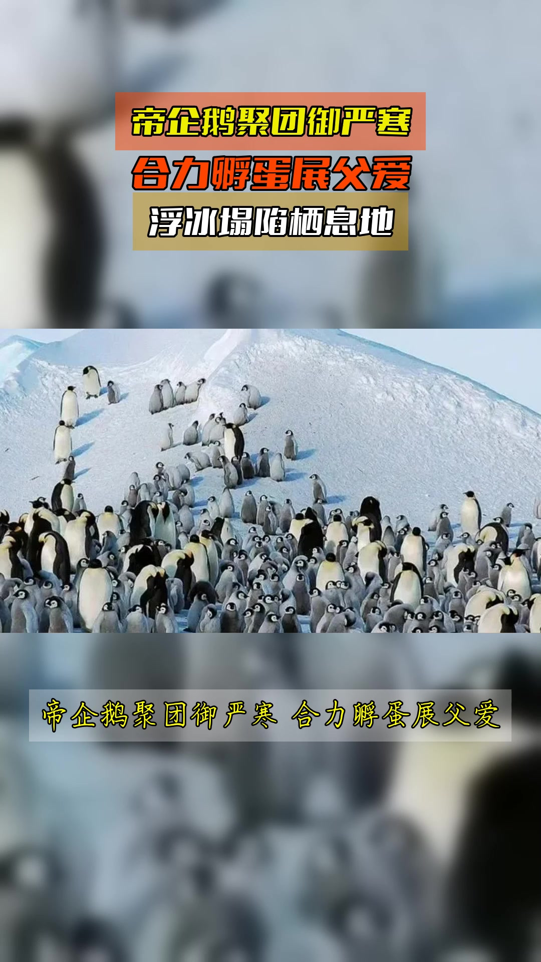 帝企鹅聚团御严寒,合力孵蛋展父爱,浮冰塌陷栖息地