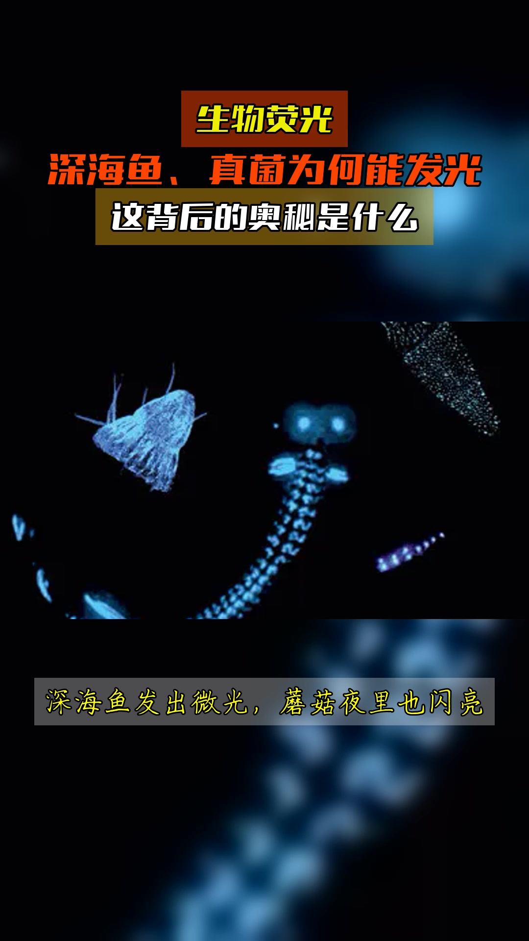 生物荧光,深海鱼、真菌为何能发光,这背后的奥秘是什么