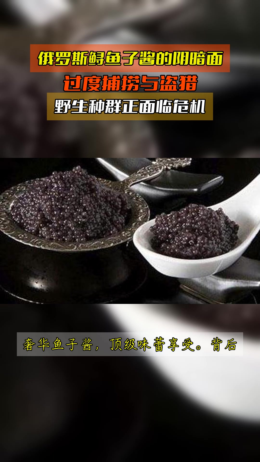 俄罗斯鲟鱼子酱的阴暗面,过度捕捞与盗猎,野生种群正面临危机