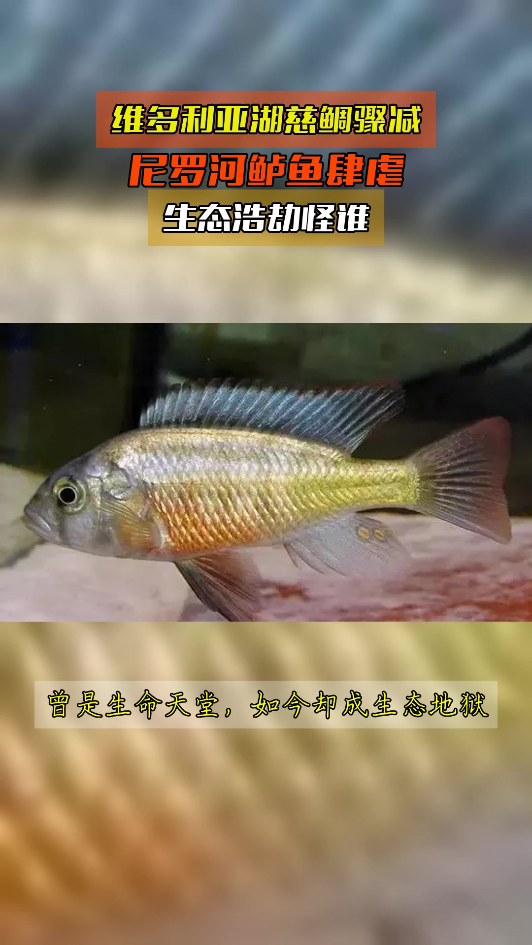 维多利亚湖慈鲷骤减,尼罗河鲈鱼肆虐,生态浩劫怪谁