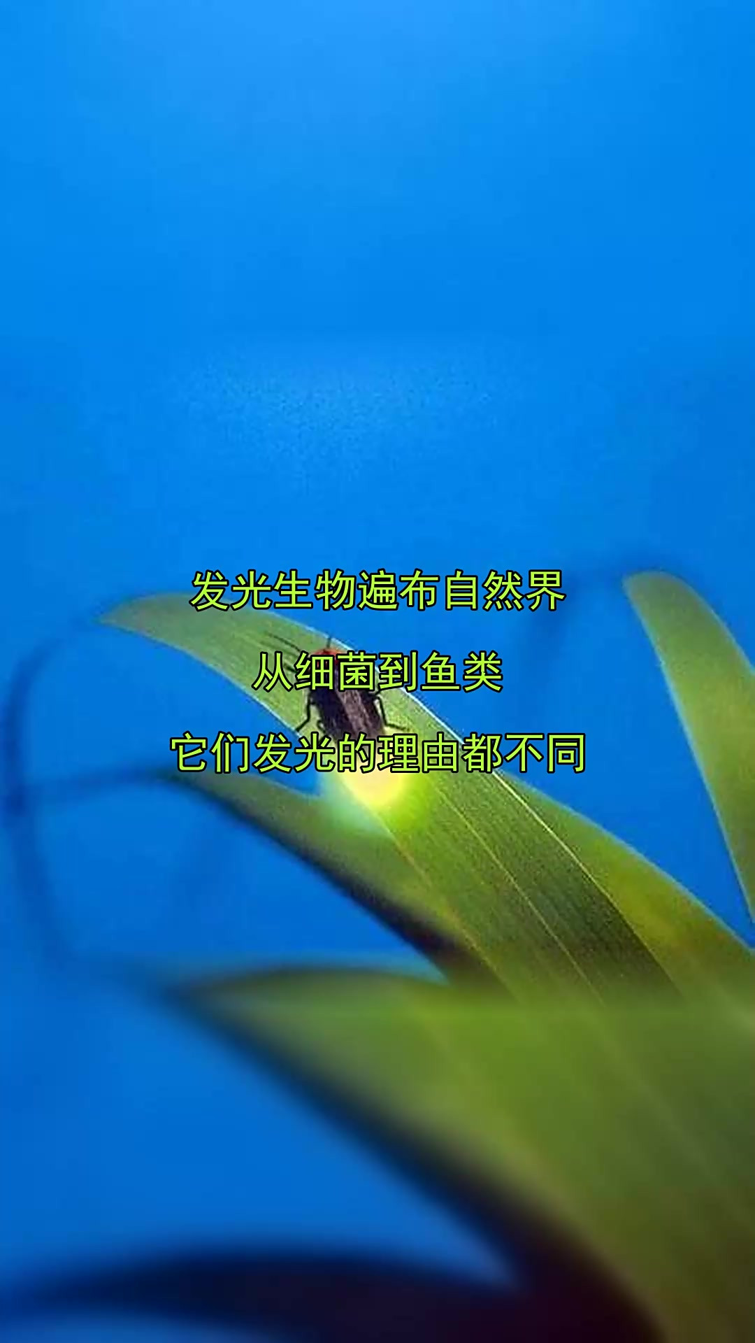 发光生物遍布自然界,从细菌到鱼类,它们发光的理由都不同
