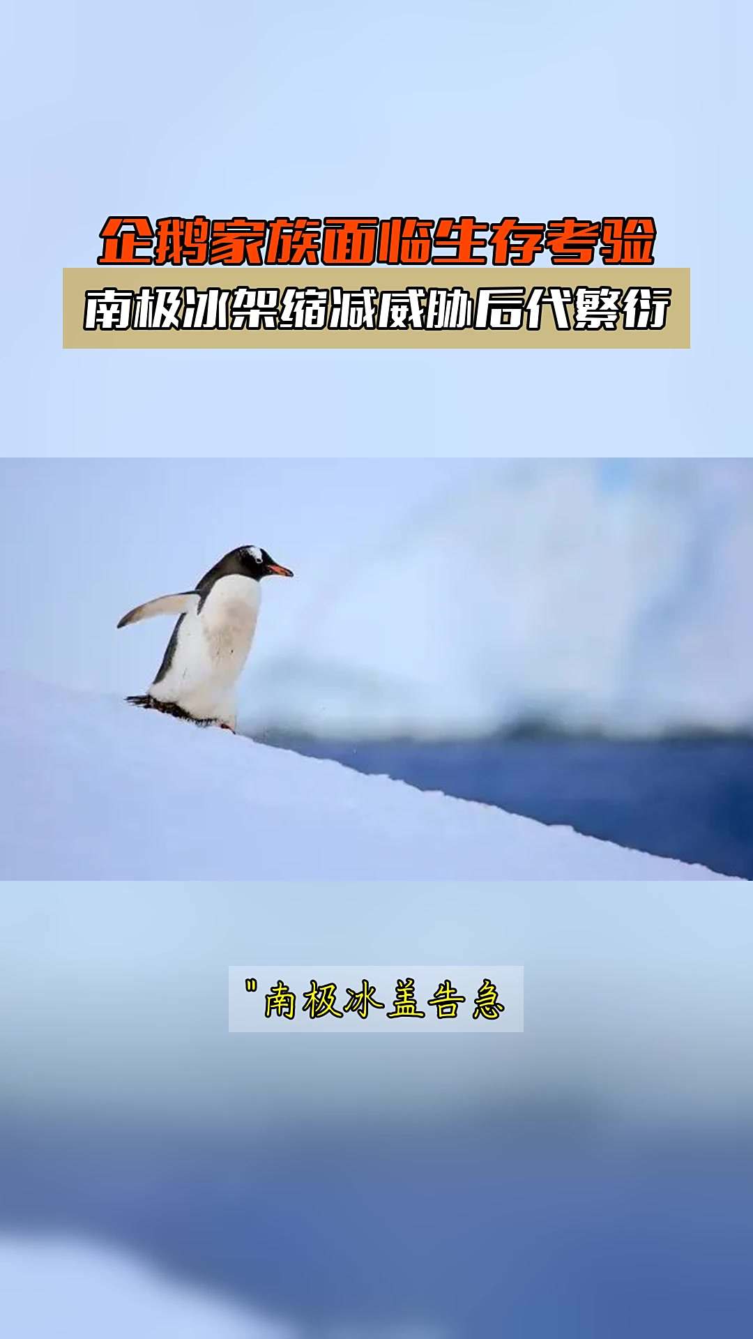 企鹅家族面临生存考验，南极冰架缩减威胁后代繁衍