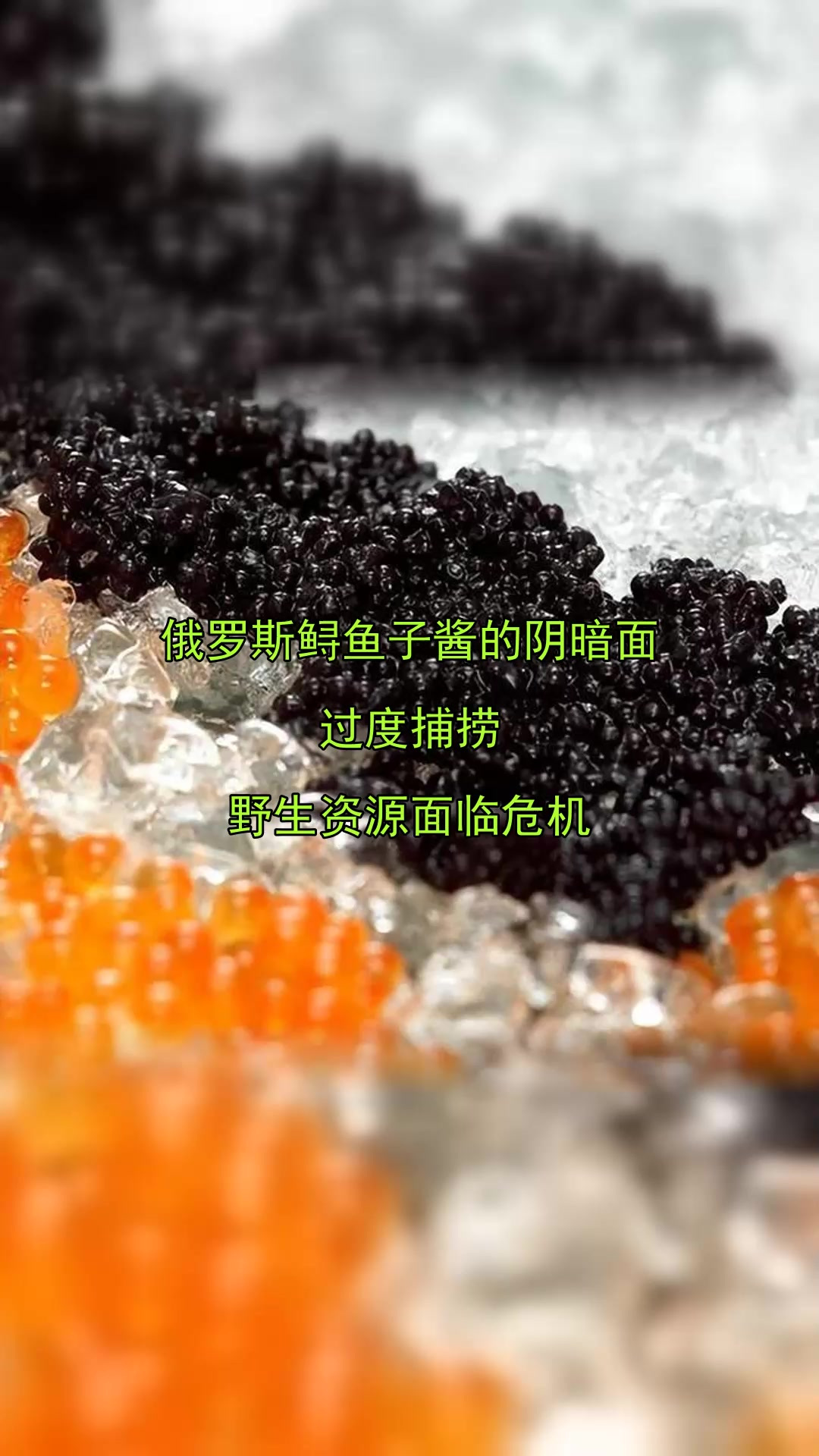 俄罗斯鲟鱼子酱的阴暗面,过度捕捞,野生资源面临危机