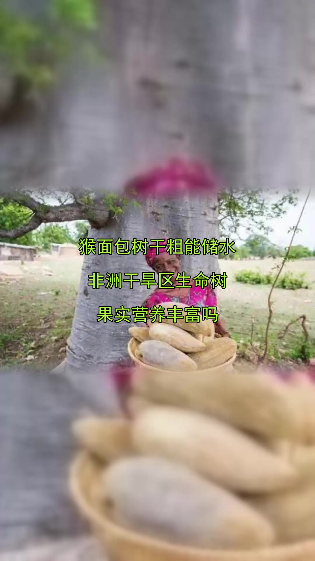猴面包树干粗能储水,非洲干旱区生命树,果实营养丰富吗