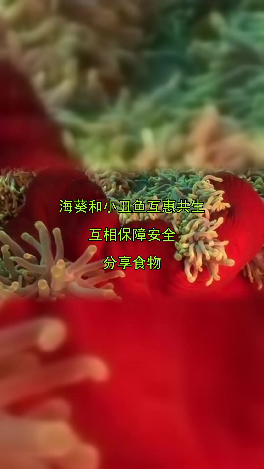 海葵和小丑鱼互惠共生,互相保障安全,分享食物