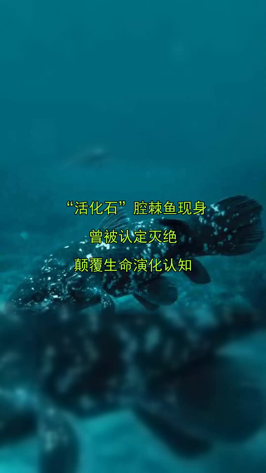 “活化石”腔棘鱼现身,曾被认定灭绝,颠覆生命演化认知