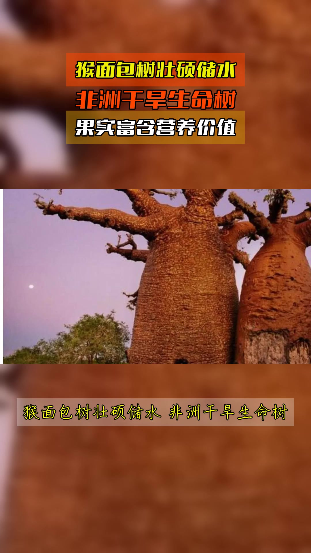 猴面包树壮硕储水,非洲干旱生命树,果实富含营养价值