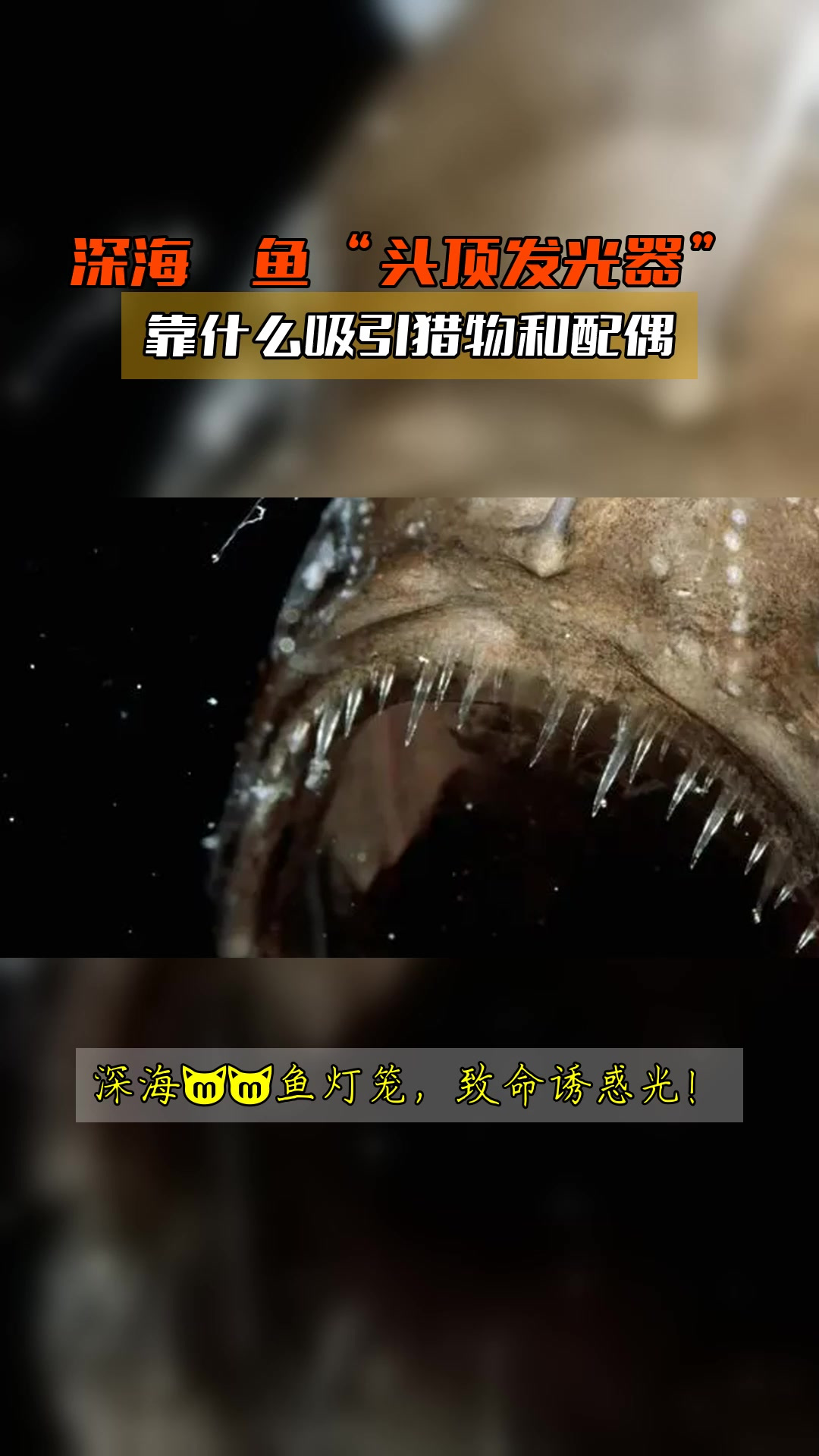 深海鮟鱇鱼“头顶发光器”,靠什么吸引猎物和配偶