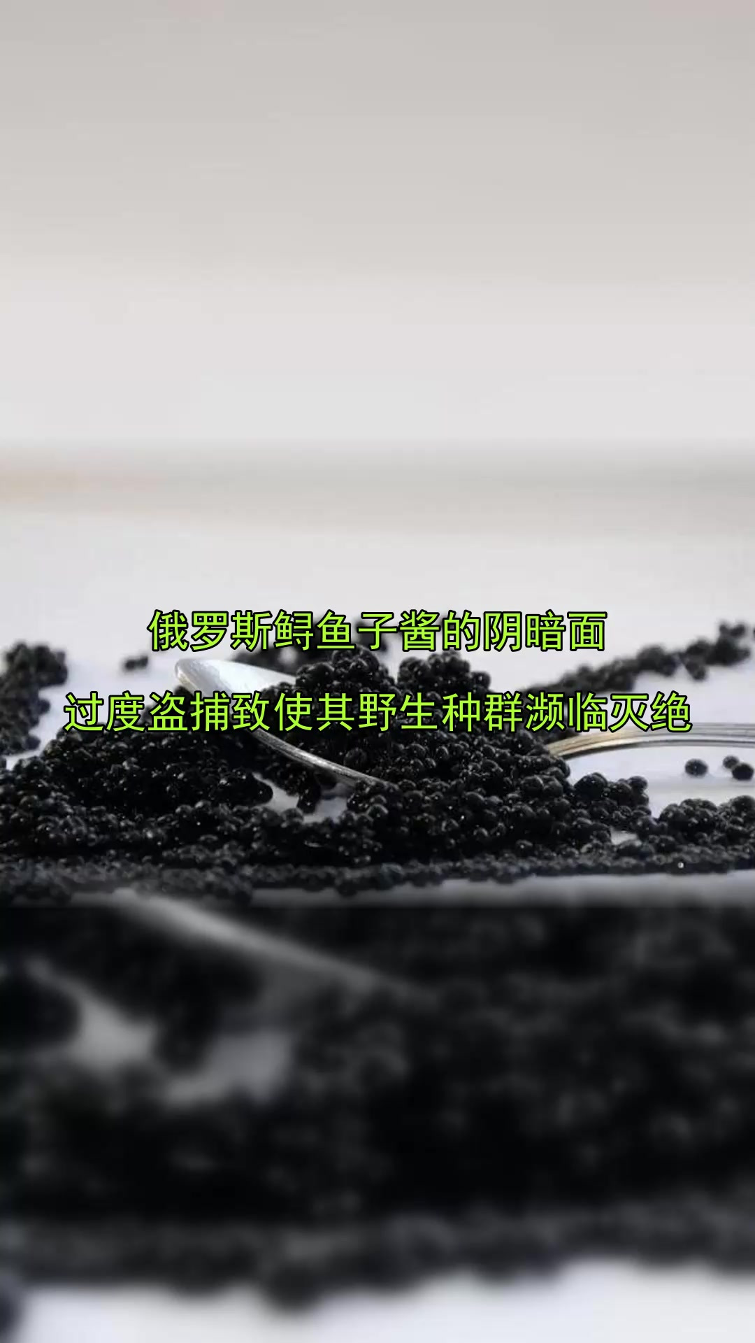 俄罗斯鲟鱼子酱的阴暗面,过度盗捕致使其野生种群濒临灭绝