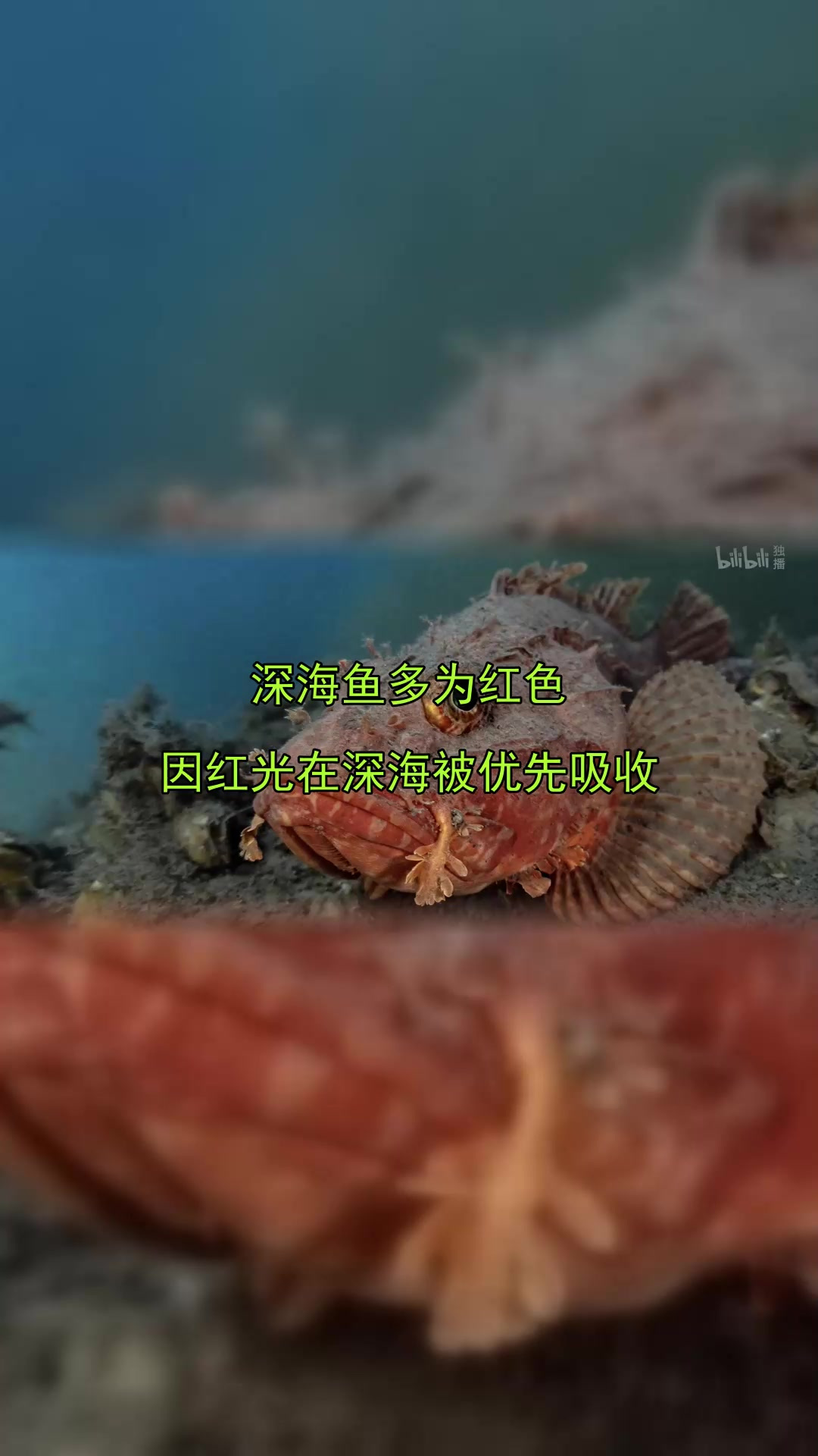 深海鱼多为红色，因红光在深海被优先吸收