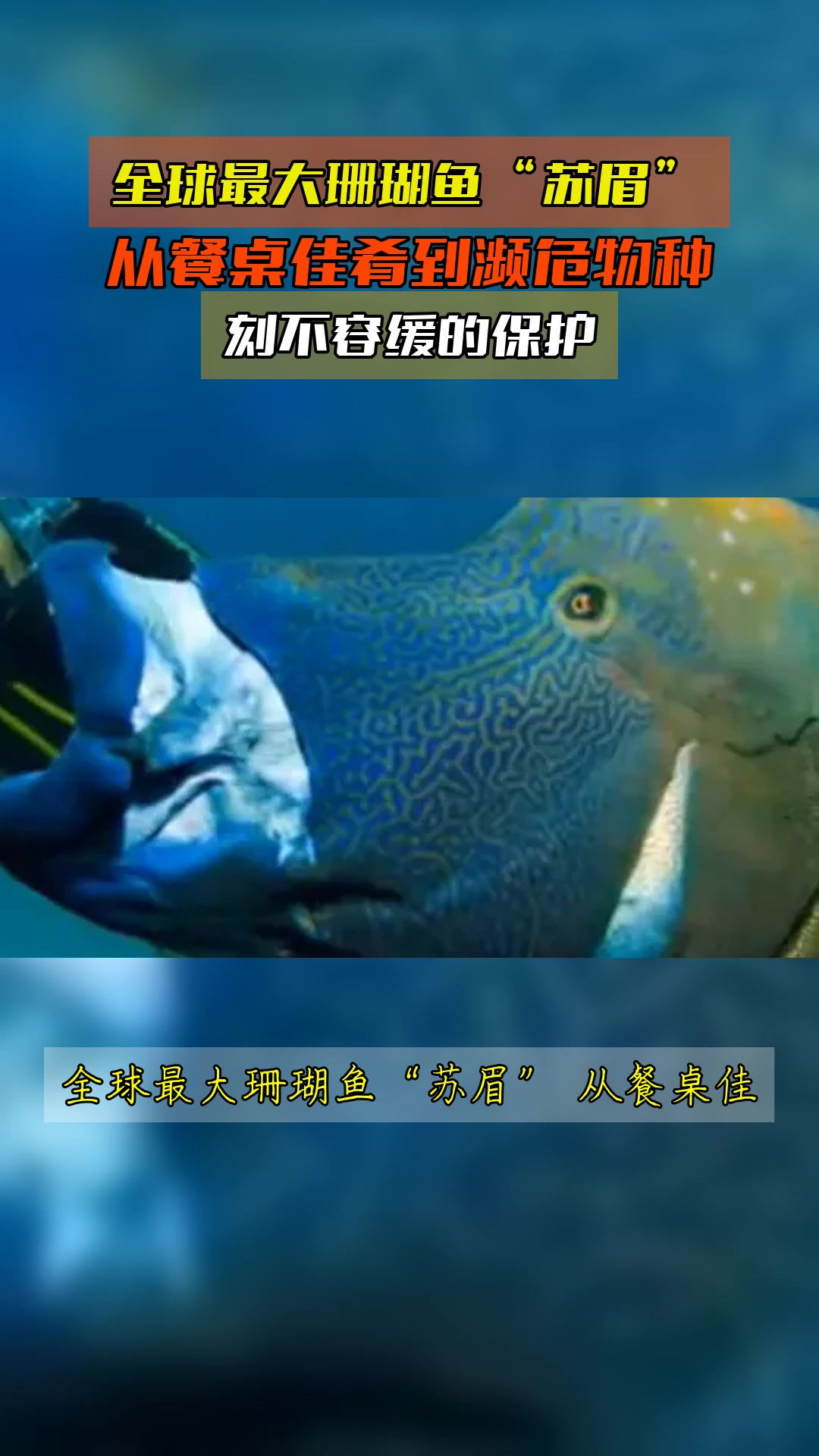 全球最大珊瑚鱼“苏眉”,从餐桌佳肴到濒危物种,刻不容缓的保护