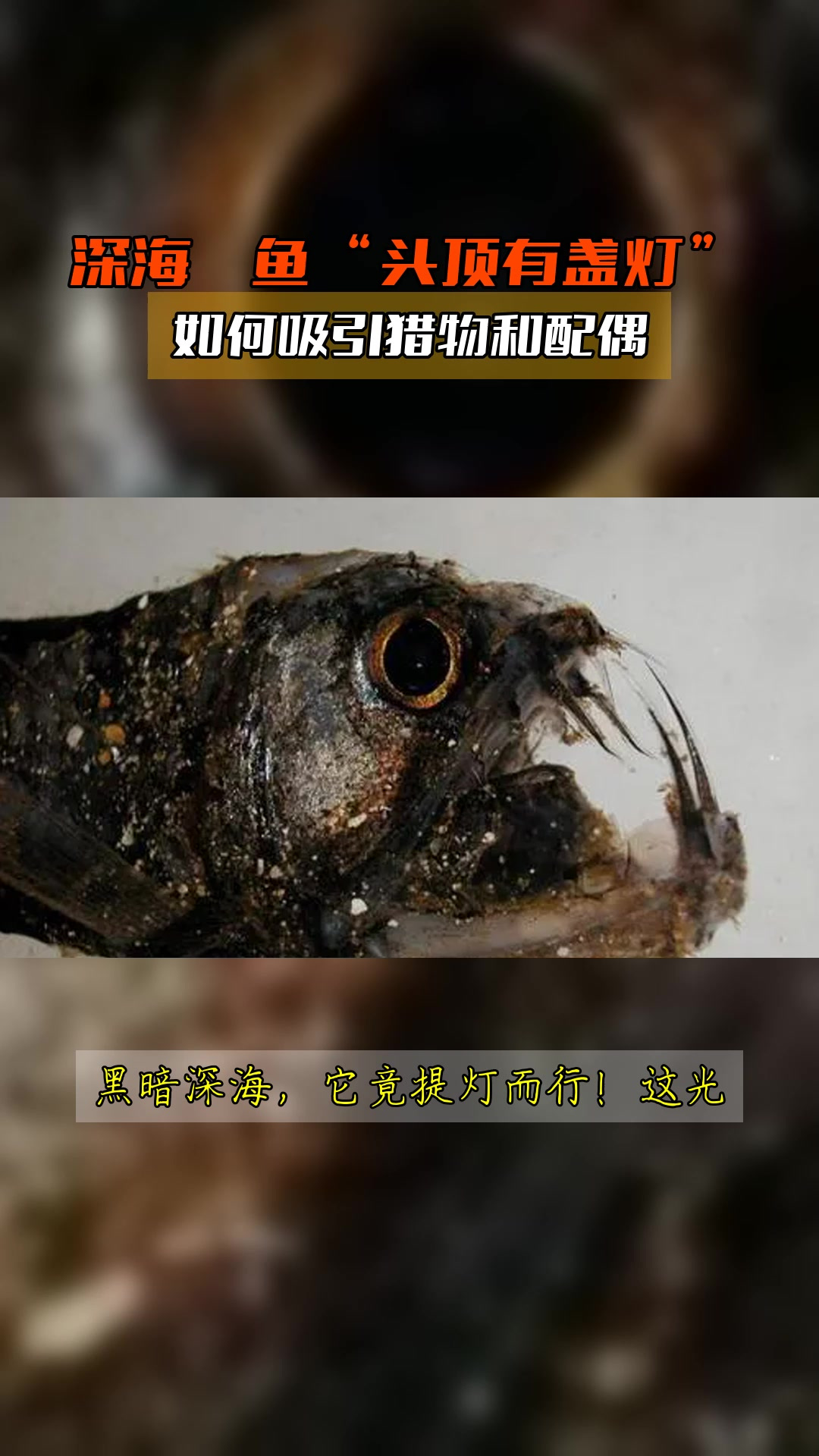 深海鮟鱇鱼“头顶有盏灯”，如何吸引猎物和配偶