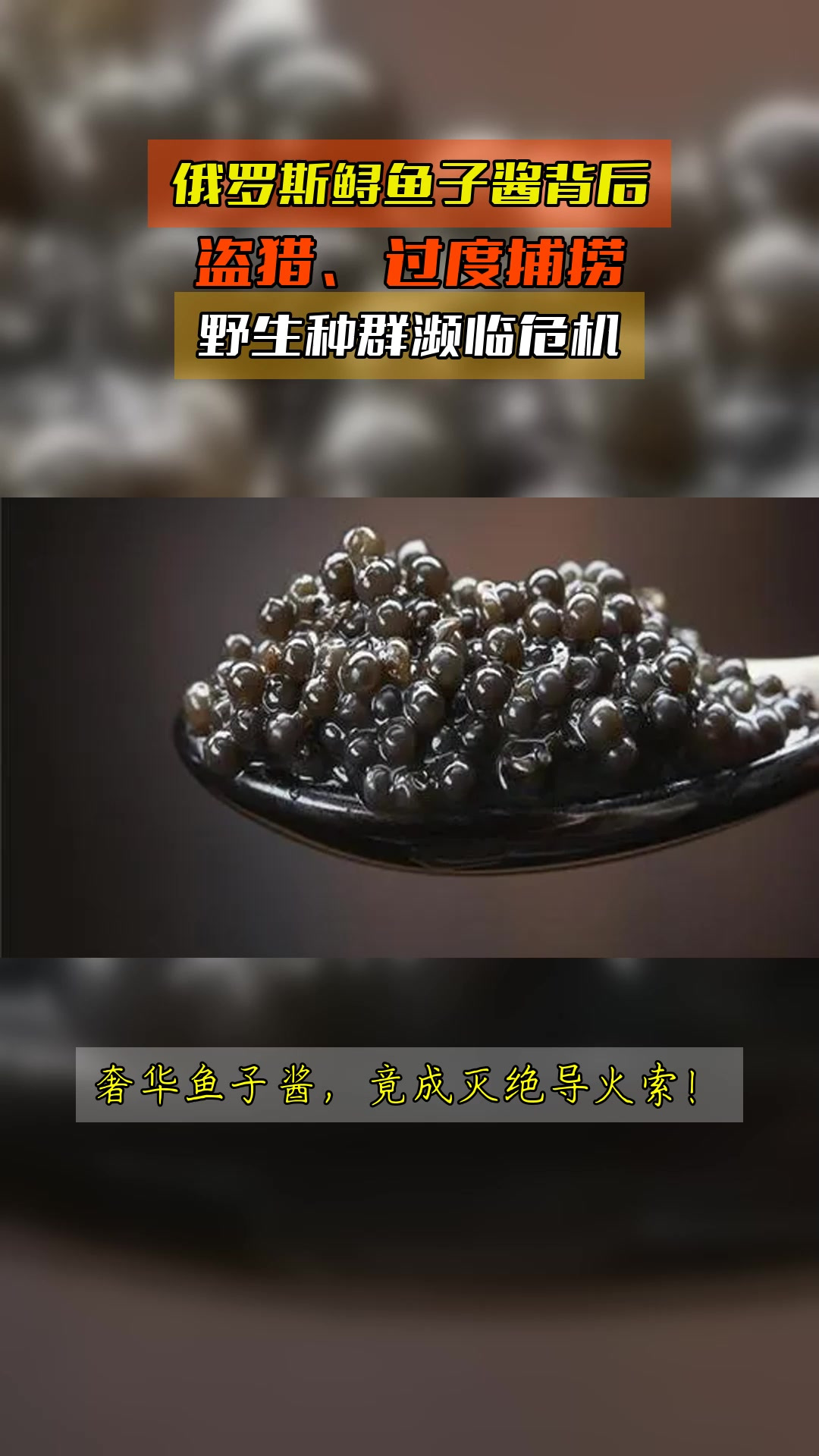 俄罗斯鲟鱼子酱背后,盗猎、过度捕捞,野生种群濒临危机