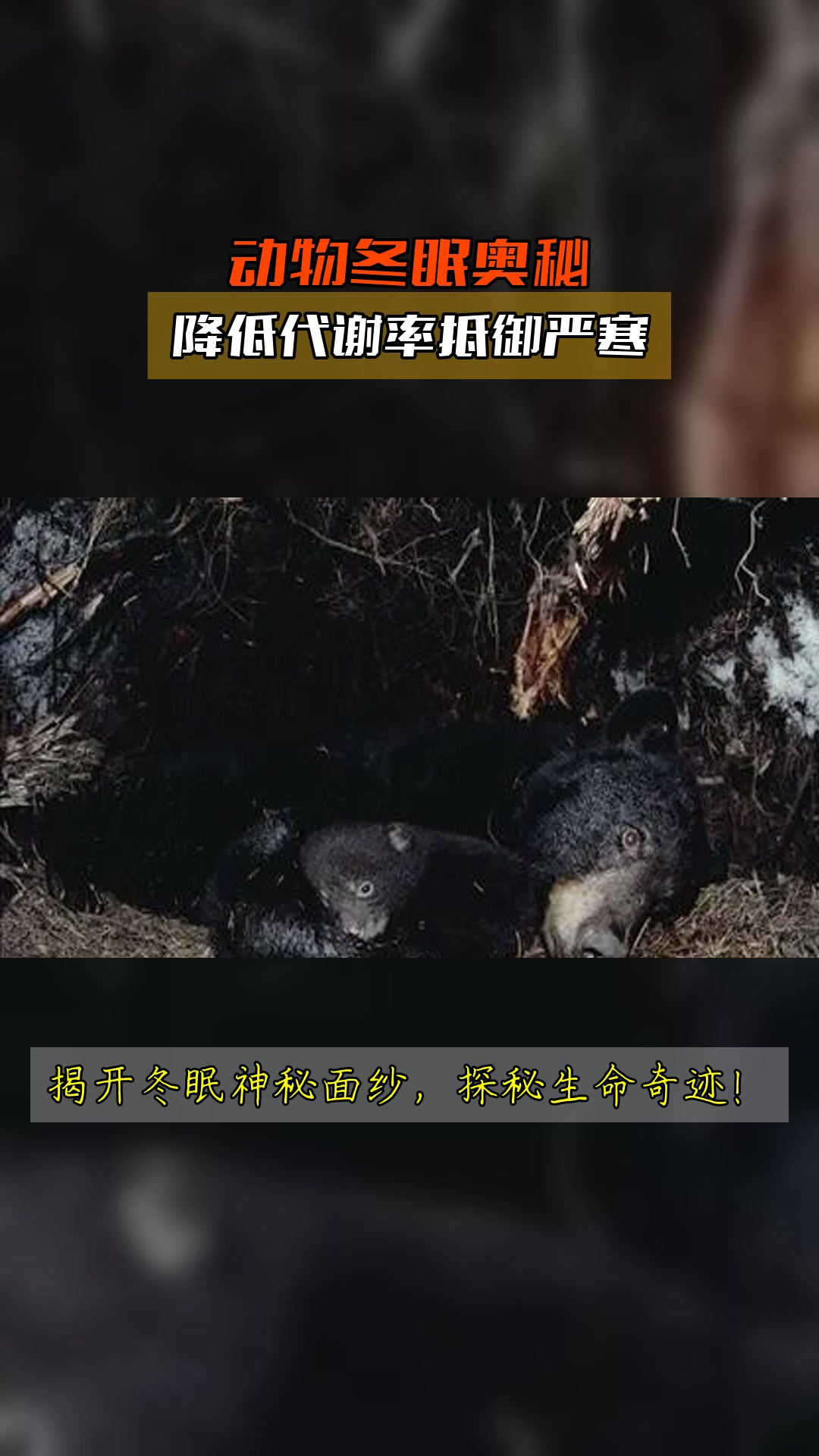 动物冬眠奥秘,降低代谢率抵御严寒