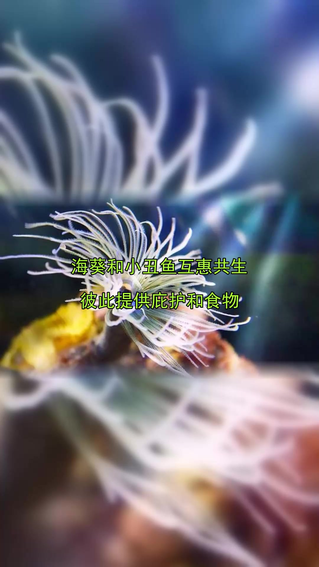 海葵和小丑鱼互惠共生,彼此提供庇护和食物