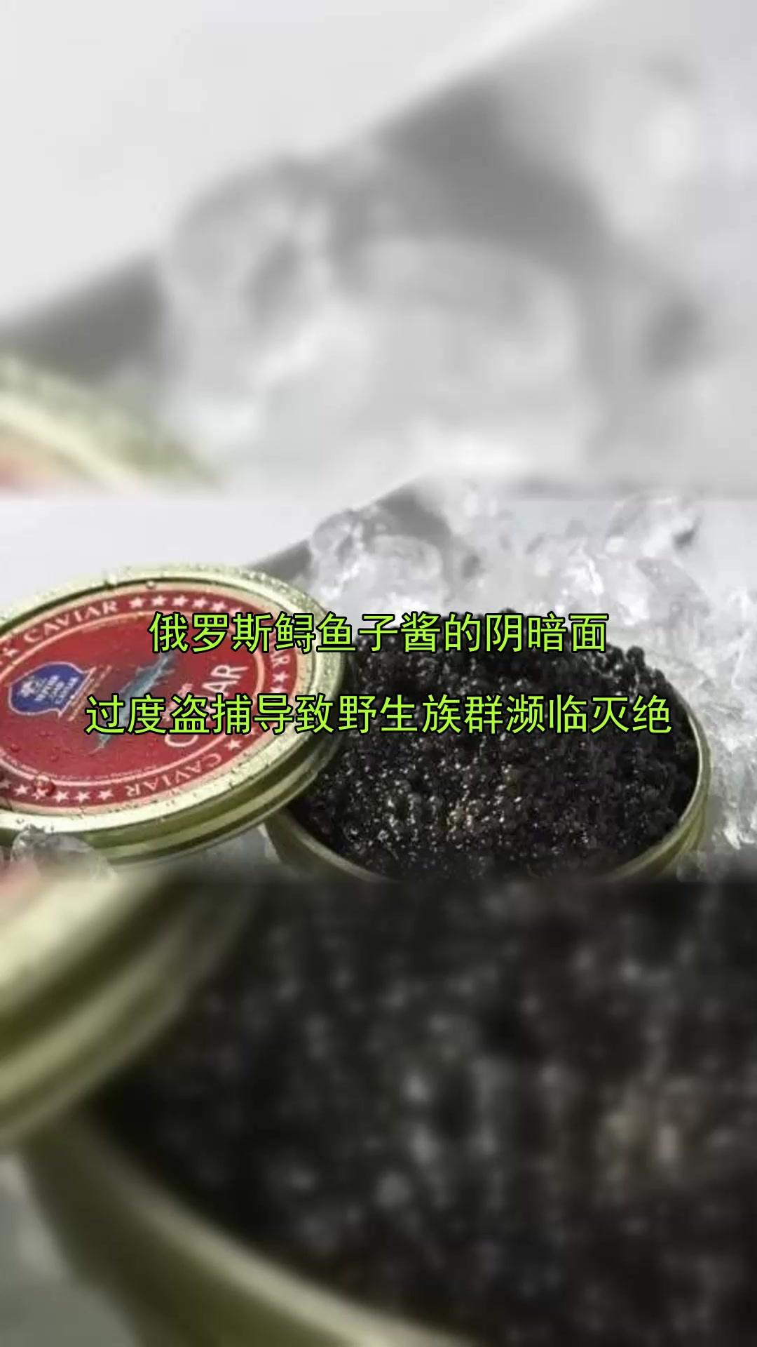 俄罗斯鲟鱼子酱的阴暗面,过度盗捕导致野生族群濒临灭绝
