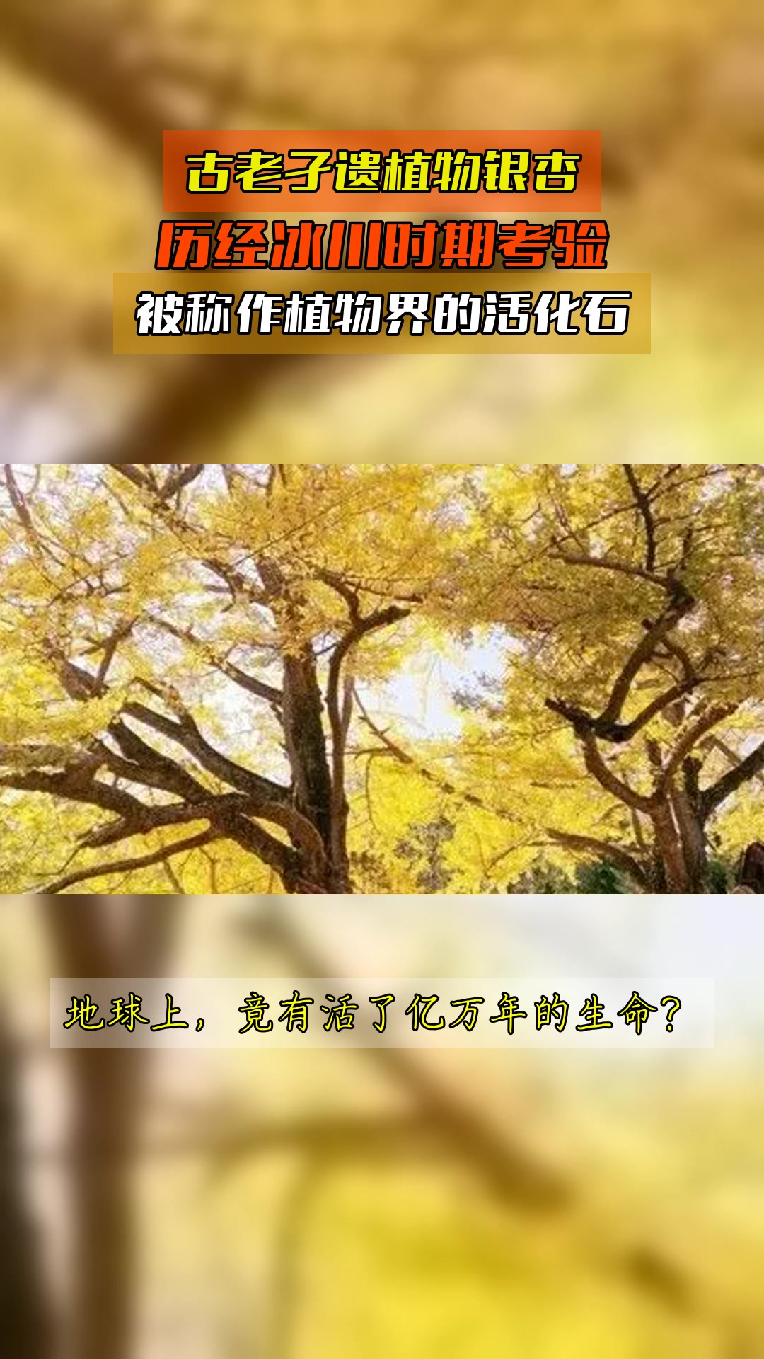 古老孑遗植物银杏,历经冰川时期考验,被称作植物界的活化石