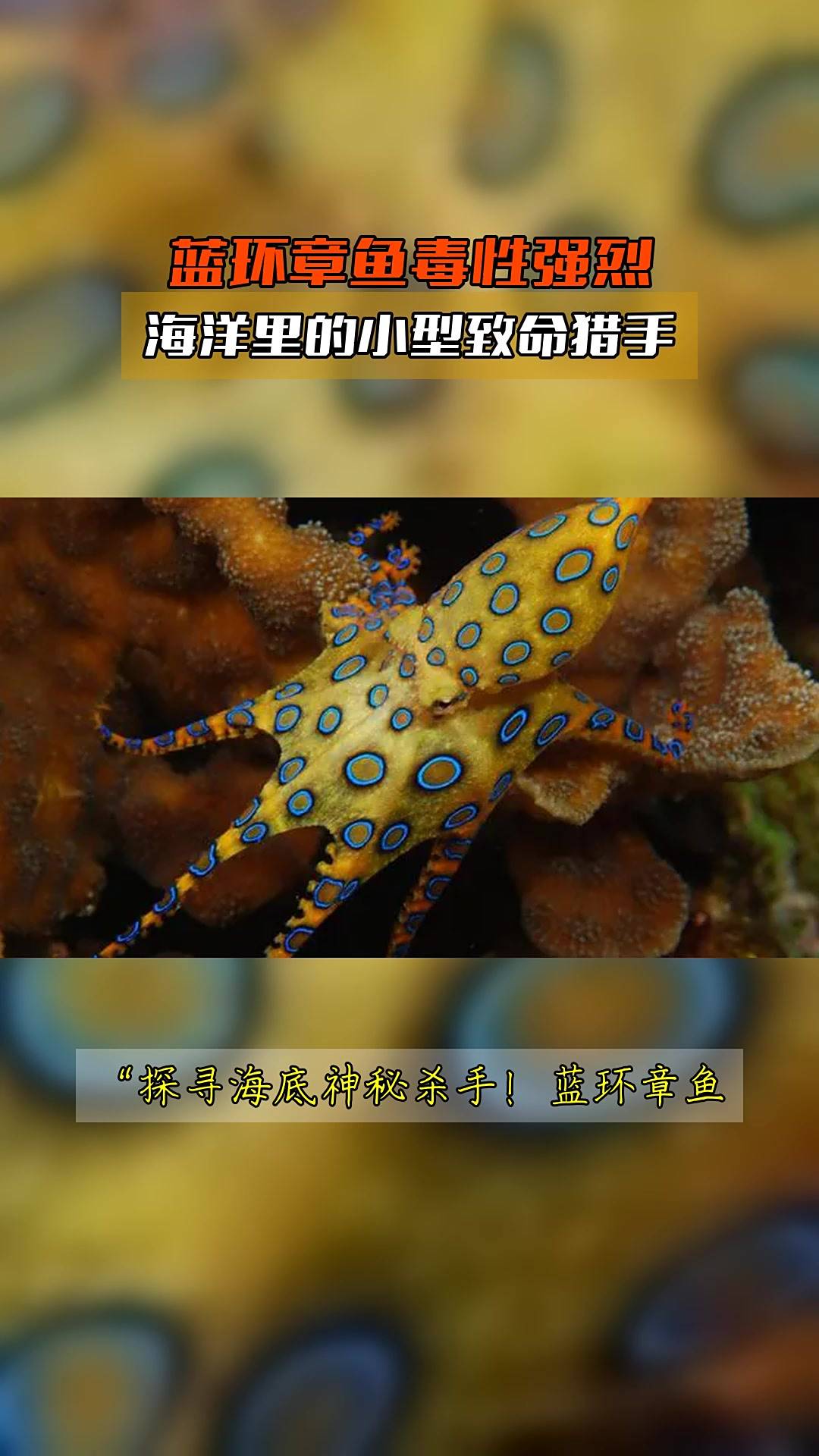 蓝环章鱼毒性强烈，海洋里的小型致命猎手