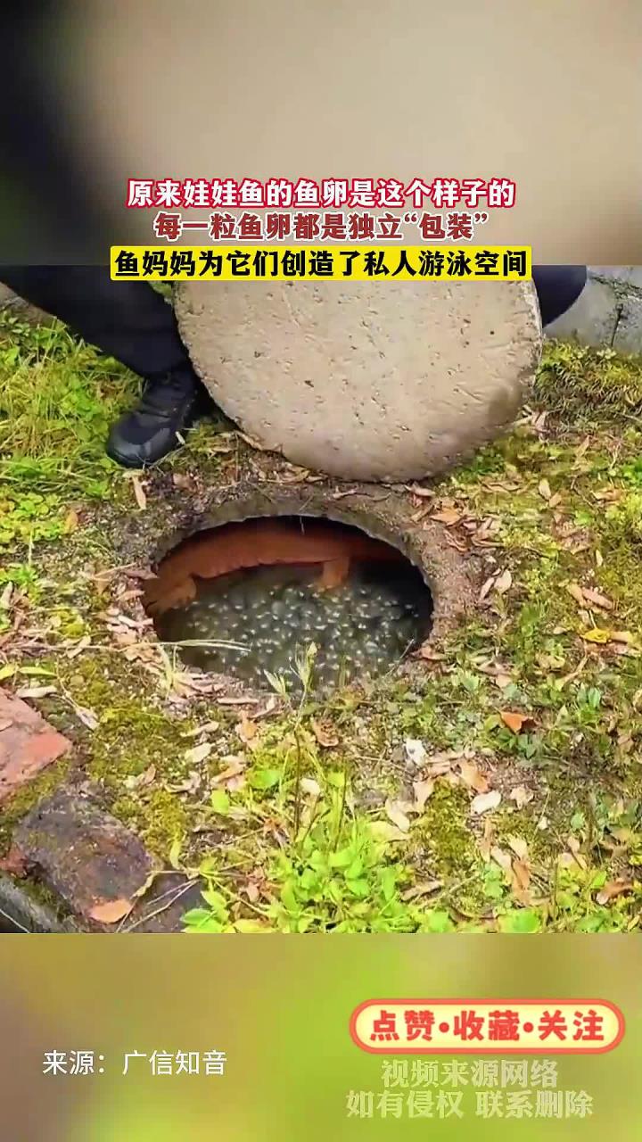 原来娃娃鱼的鱼卵是这个样子的,每一粒鱼卵都是独立“包装”