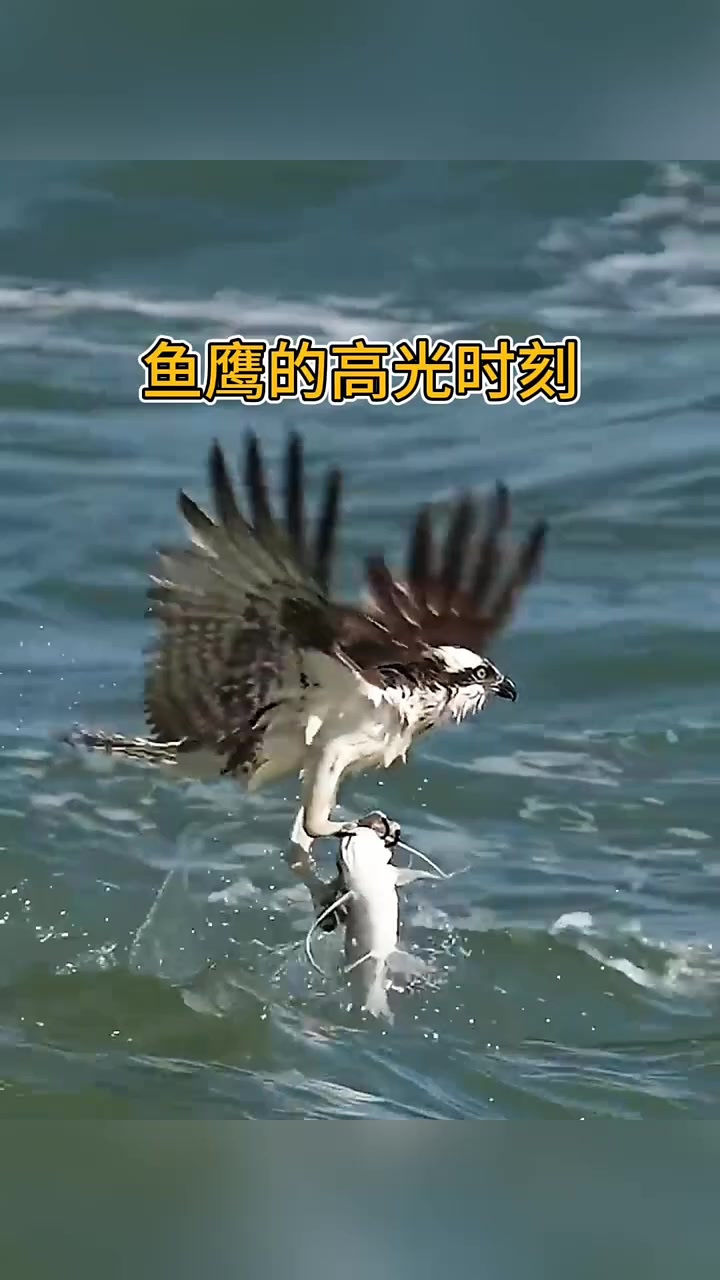 鱼鹰精彩捕猎全过程，扎进水中就是一条大鱼
