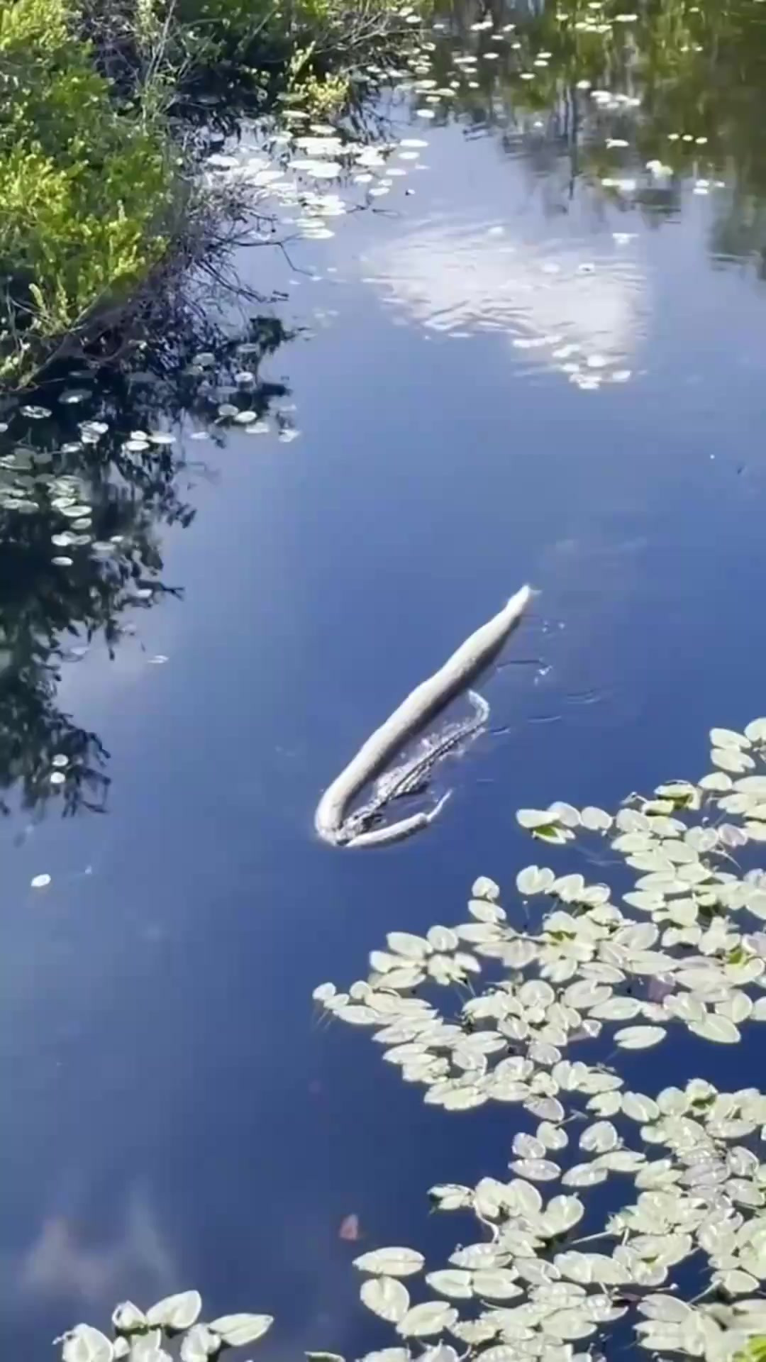 鳄鱼杀死了一条蟒蛇！