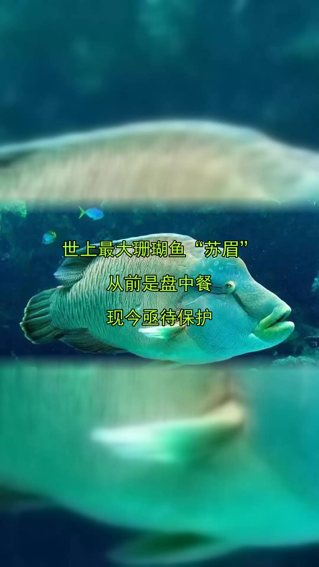 世上最大珊瑚鱼“苏眉”,从前是盘中餐,现今亟待保护