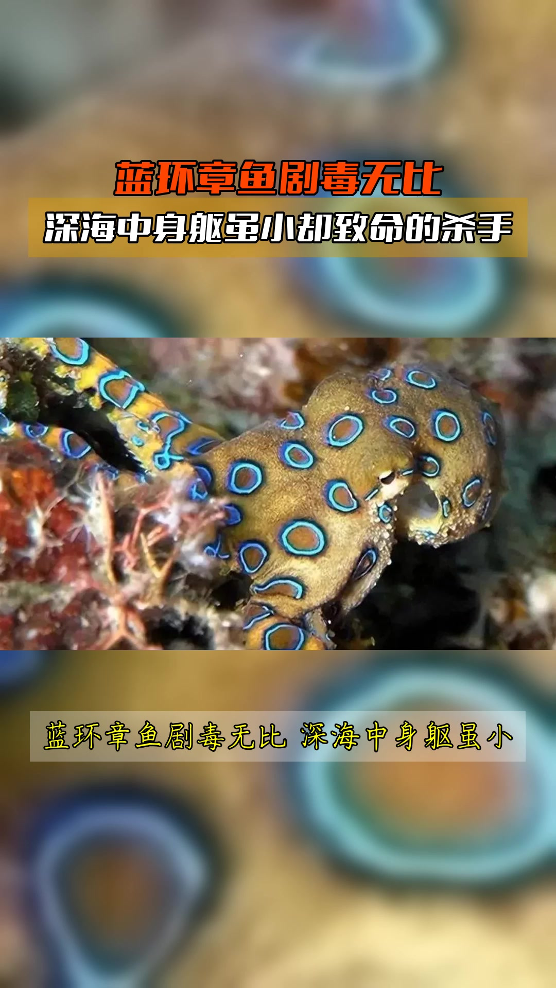 蓝环章鱼剧毒无比,深海中身躯虽小却致命的杀手