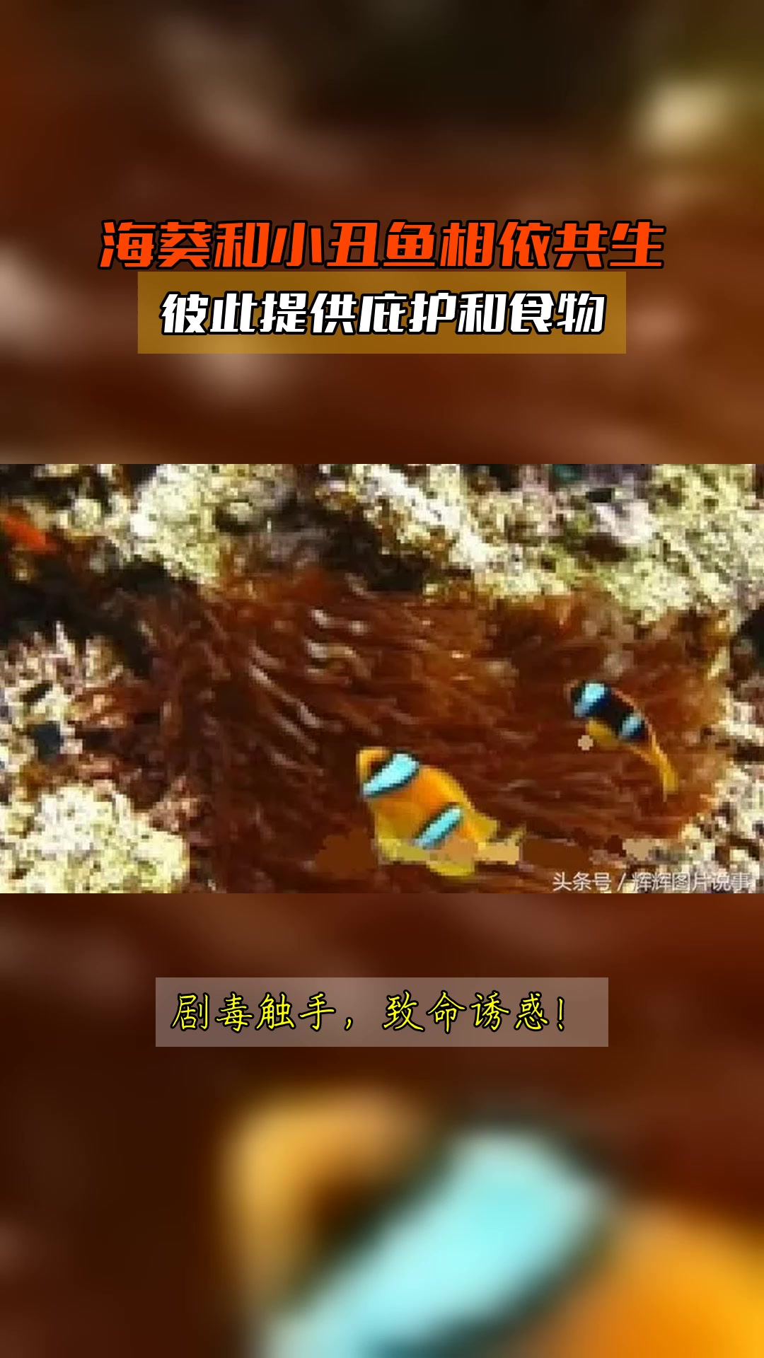 海葵和小丑鱼相依共生,彼此提供庇护和食物