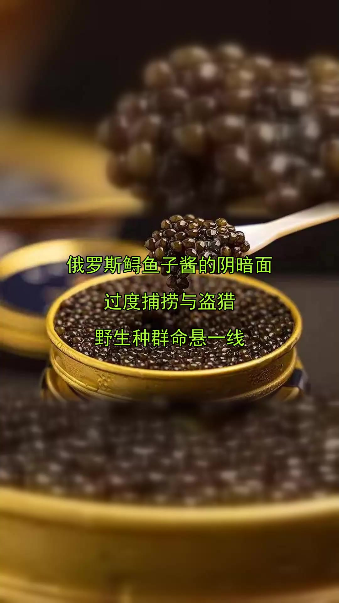 俄罗斯鲟鱼子酱的阴暗面,过度捕捞与盗猎,野生种群命悬一线